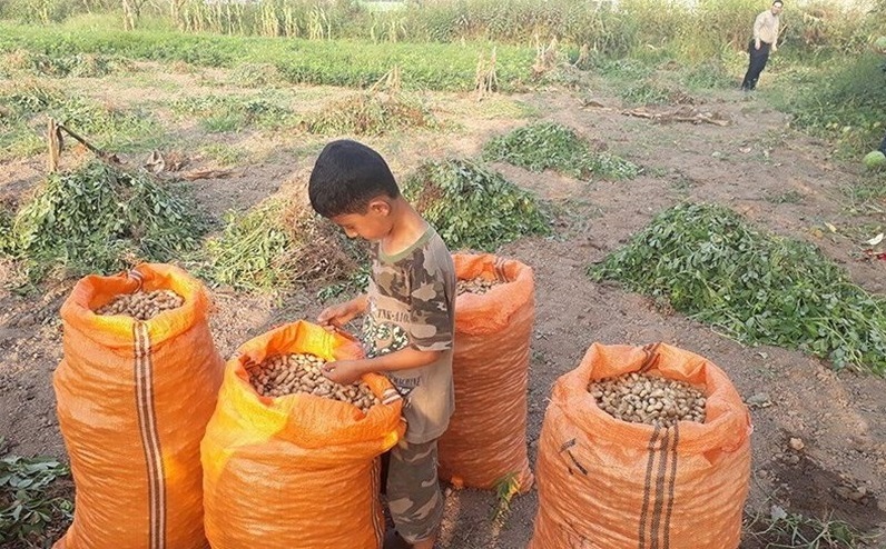 درآمدزایی بادام زمینی در گیلان بالغ بر ۱۴ هزار میلیارد ریال است